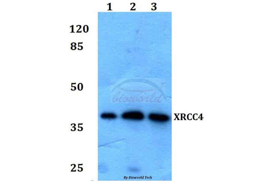 Anti-XRCC4 Antibody from Bioworld Technology (BS60079) - Antibodies.com