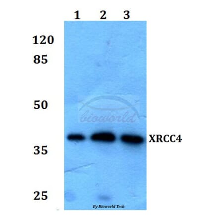 Anti-XRCC4 Antibody from Bioworld Technology (BS60079) - Antibodies.com