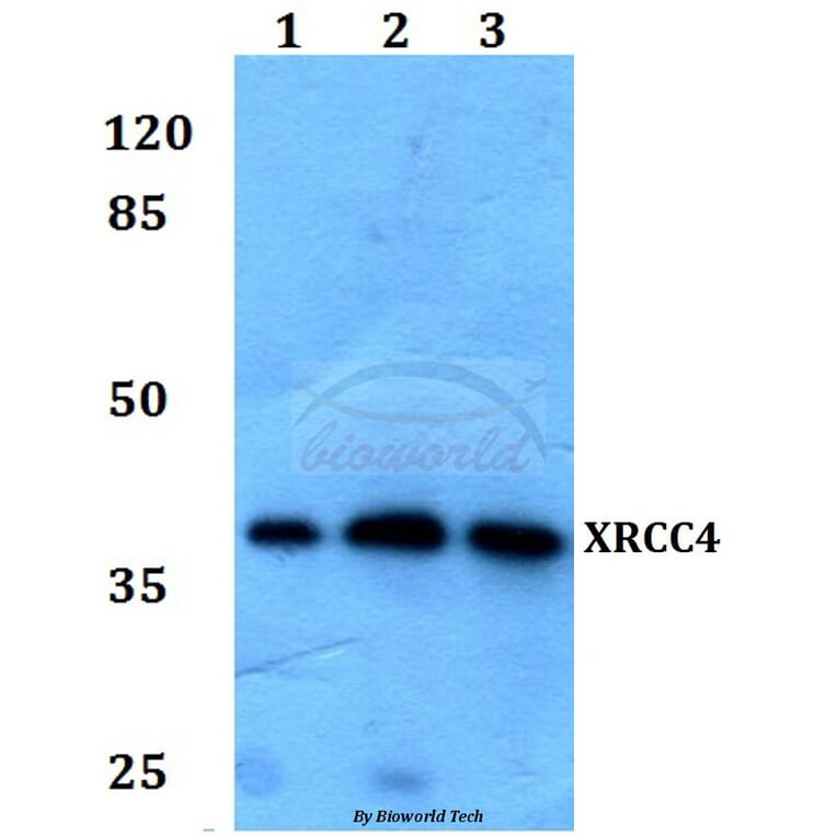 Anti-XRCC4 Antibody from Bioworld Technology (BS60079) - Antibodies.com