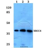 Anti-XRCC4 Antibody from Bioworld Technology (BS60079) - Antibodies.com