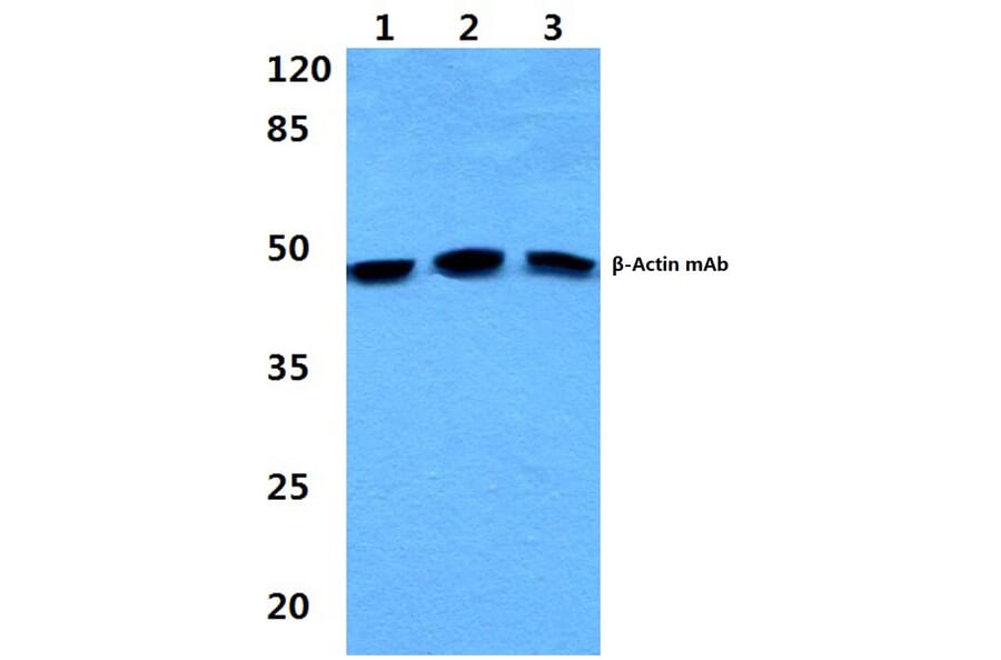 Anti-β-Actin (4D3) Antibody from Bioworld Technology (BS6007M) - Antibodies.com