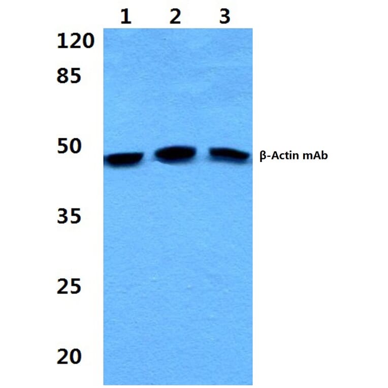Anti-β-Actin (4D3) Antibody from Bioworld Technology (BS6007M) - Antibodies.com