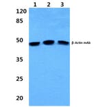Anti-β-Actin (4D3) Antibody from Bioworld Technology (BS6007M) - Antibodies.com