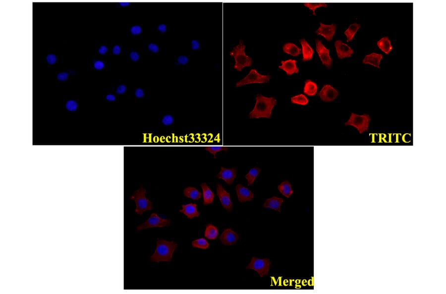 Anti-β-Actin (4D3) Antibody from Bioworld Technology (BS6007M) - Antibodies.com