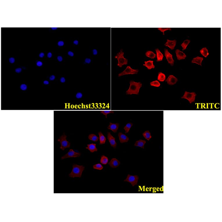 Anti-β-Actin (4D3) Antibody from Bioworld Technology (BS6007M) - Antibodies.com