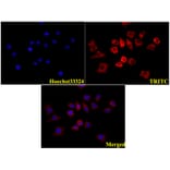 Anti-β-Actin (4D3) Antibody from Bioworld Technology (BS6007M) - Antibodies.com