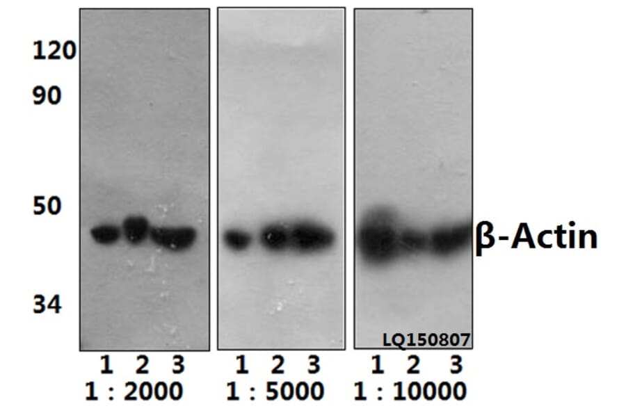 Anti-β-Actin (4D3) Antibody from Bioworld Technology (BS6007MH) - Antibodies.com