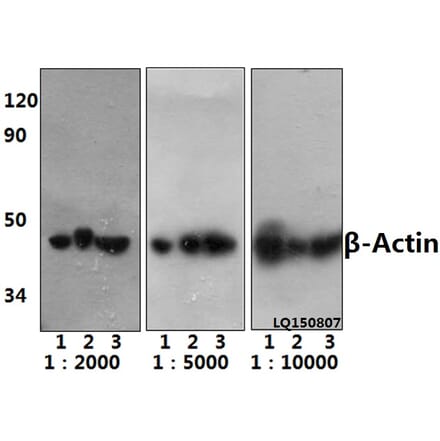 Anti-β-Actin (4D3) Antibody from Bioworld Technology (BS6007MH) - Antibodies.com