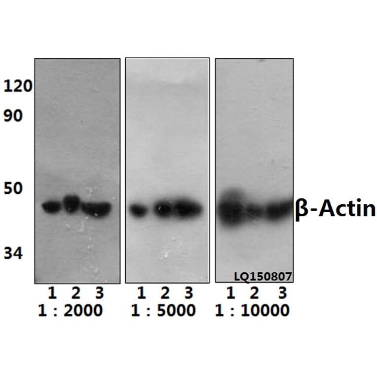 Anti-β-Actin (4D3) Antibody from Bioworld Technology (BS6007MH) - Antibodies.com