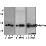 Anti-β-Actin (4D3) Antibody from Bioworld Technology (BS6007MH) - Antibodies.com