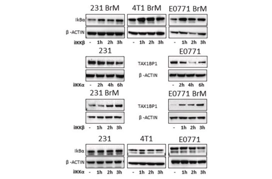 Western Blot - Anti-ß-Actin (4D3) Antibody - Antibodies.com