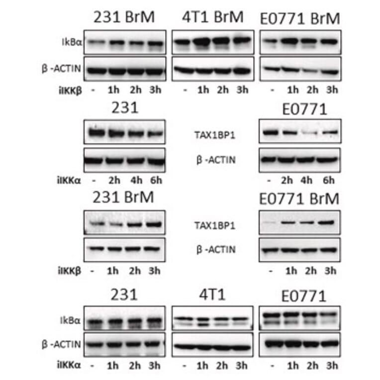 Western Blot - Anti-ß-Actin (4D3) Antibody - Antibodies.com