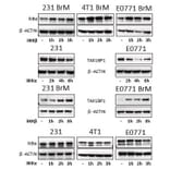 Western Blot - Anti-ß-Actin (4D3) Antibody - Antibodies.com