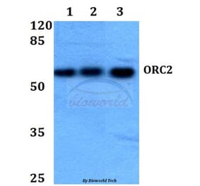 Anti-ORC2 Antibody from Bioworld Technology (BS60083) - Antibodies.com