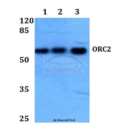 Anti-ORC2 Antibody from Bioworld Technology (BS60083) - Antibodies.com