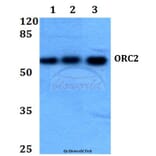 Anti-ORC2 Antibody from Bioworld Technology (BS60083) - Antibodies.com