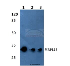 Anti-MRP-L28 Antibody from Bioworld Technology (BS60085) - Antibodies.com