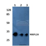 Anti-MRP-L28 Antibody from Bioworld Technology (BS60085) - Antibodies.com