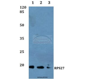 Anti-RPS27 Antibody from Bioworld Technology (BS60087) - Antibodies.com