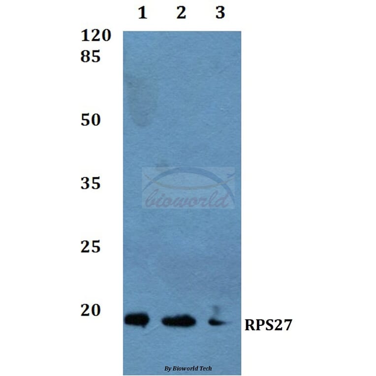 Anti-RPS27 Antibody from Bioworld Technology (BS60087) - Antibodies.com