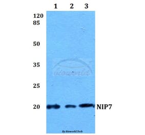 Anti-NIP7 Antibody from Bioworld Technology (BS60088) - Antibodies.com