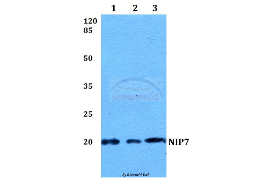 Anti-NIP7 Antibody from Bioworld Technology (BS60088) - Antibodies.com