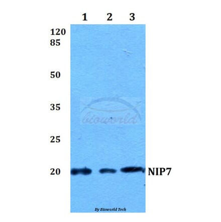 Anti-NIP7 Antibody from Bioworld Technology (BS60088) - Antibodies.com