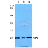 Anti-NIP7 Antibody from Bioworld Technology (BS60088) - Antibodies.com