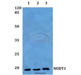 Anti-NUDT1 Antibody from Bioworld Technology (BS60089) - Antibodies.com