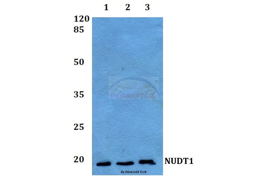 Anti-NUDT1 Antibody from Bioworld Technology (BS60089) - Antibodies.com