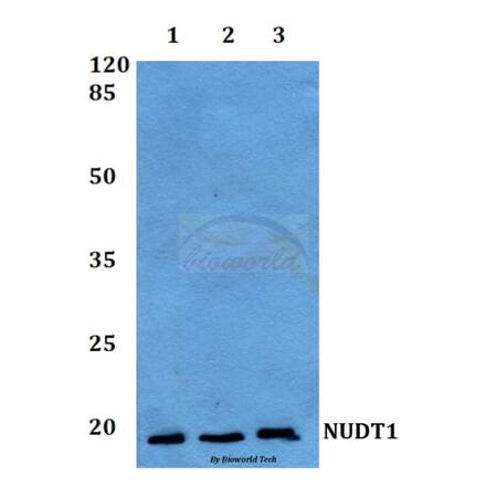 Anti-NUDT1 Antibody from Bioworld Technology (BS60089) - Antibodies.com