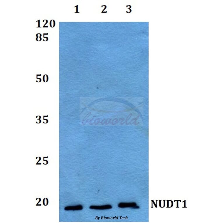 Anti-NUDT1 Antibody from Bioworld Technology (BS60089) - Antibodies.com
