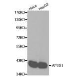 Anti-APEX1 Antibody from Bioworld Technology (BS6009) - Antibodies.com