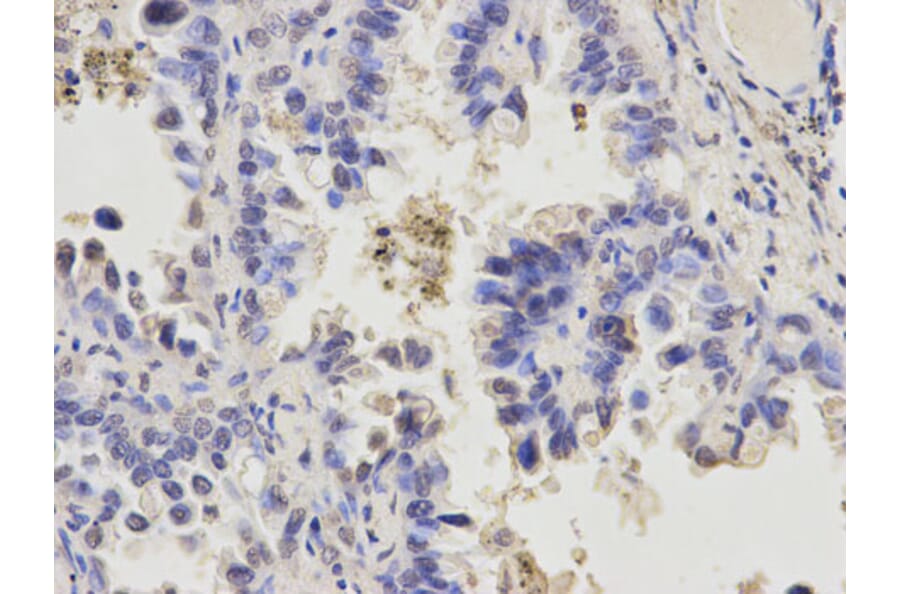 Anti-APEX1 Antibody from Bioworld Technology (BS6009) - Antibodies.com