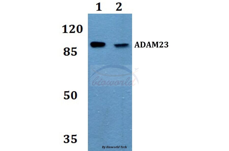 Anti-ADAM23 Antibody from Bioworld Technology (BS60091) - Antibodies.com