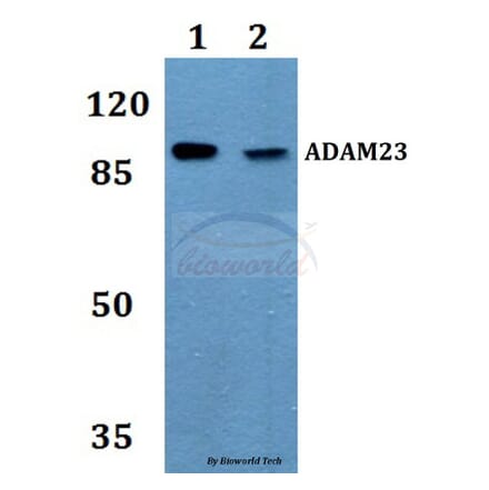 Anti-ADAM23 Antibody from Bioworld Technology (BS60091) - Antibodies.com