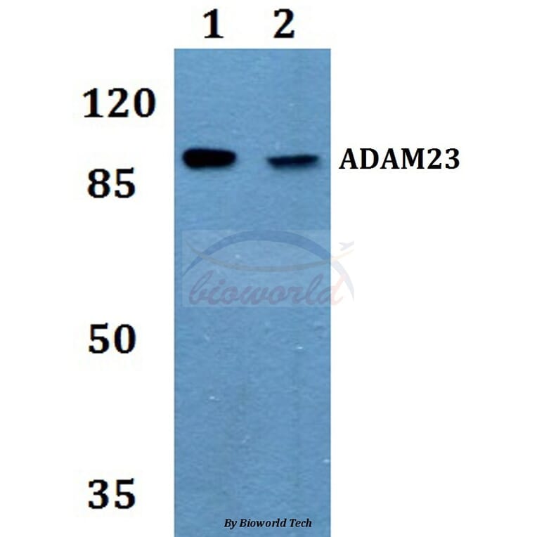 Anti-ADAM23 Antibody from Bioworld Technology (BS60091) - Antibodies.com