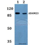 Anti-ADAM23 Antibody from Bioworld Technology (BS60091) - Antibodies.com