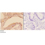Anti-ADAM23 Antibody from Bioworld Technology (BS60091) - Antibodies.com