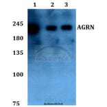 Anti-AGRN Antibody from Bioworld Technology (BS60094) - Antibodies.com