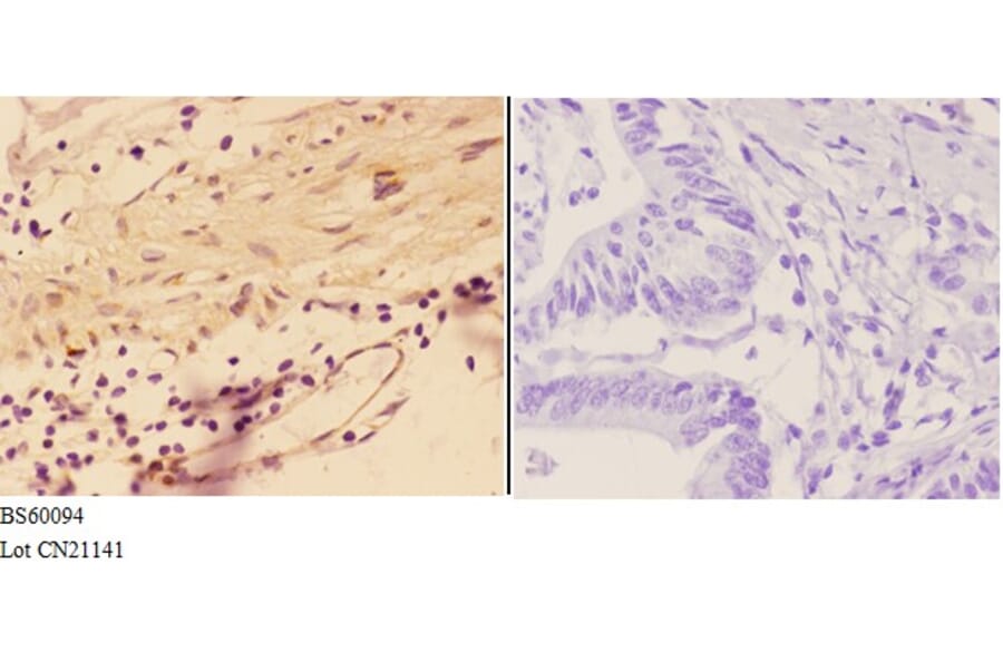 Anti-AGRN Antibody from Bioworld Technology (BS60094) - Antibodies.com