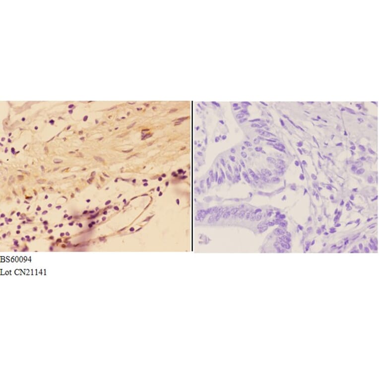 Anti-AGRN Antibody from Bioworld Technology (BS60094) - Antibodies.com