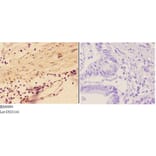 Anti-AGRN Antibody from Bioworld Technology (BS60094) - Antibodies.com