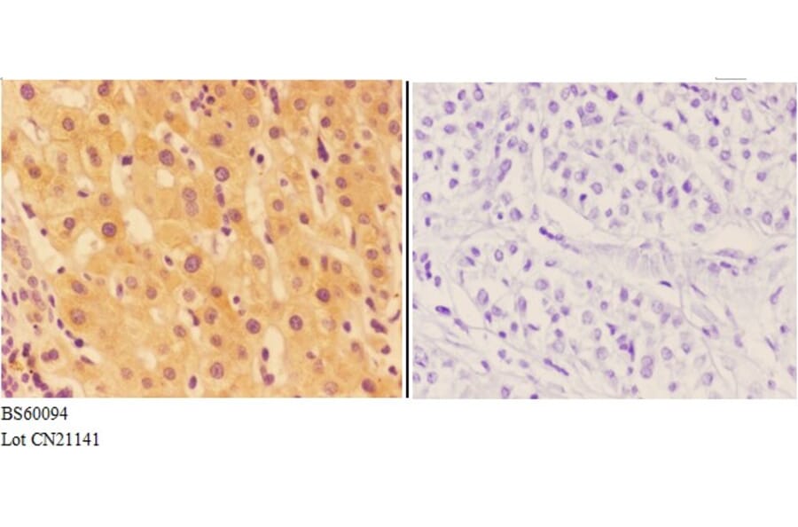 Anti-AGRN Antibody from Bioworld Technology (BS60094) - Antibodies.com