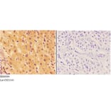 Anti-AGRN Antibody from Bioworld Technology (BS60094) - Antibodies.com