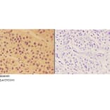 Anti-ALDH3B2 Antibody from Bioworld Technology (BS60095) - Antibodies.com