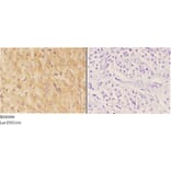 Anti-ACER1 Antibody from Bioworld Technology (BS60096) - Antibodies.com