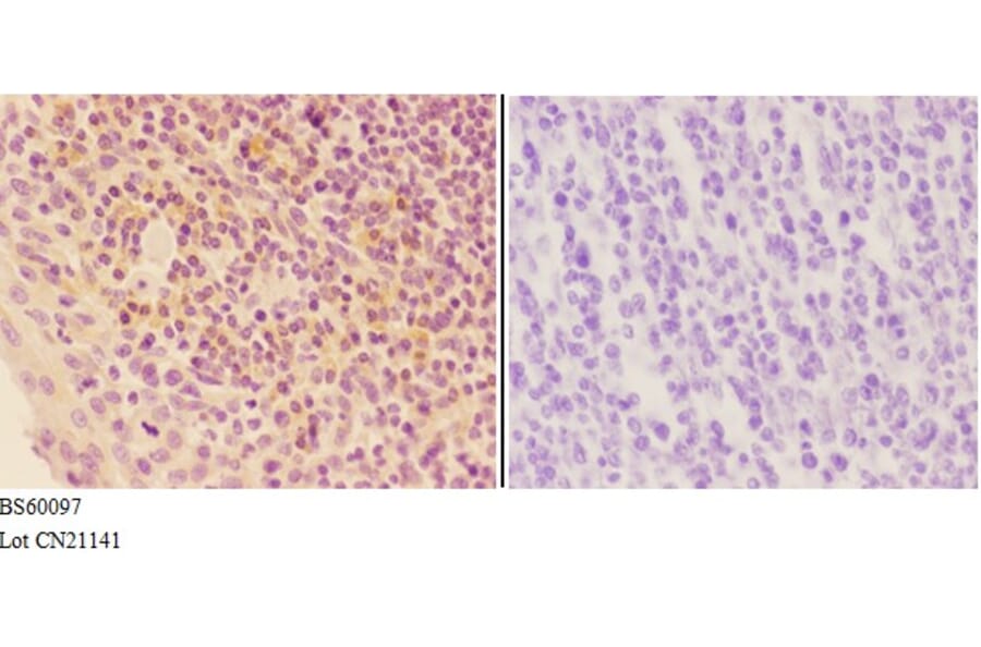 Anti-AGP-2 Antibody from Bioworld Technology (BS60097) - Antibodies.com