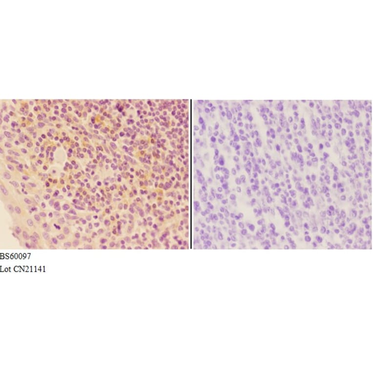 Anti-AGP-2 Antibody from Bioworld Technology (BS60097) - Antibodies.com