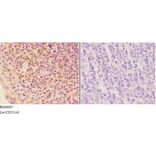 Anti-AGP-2 Antibody from Bioworld Technology (BS60097) - Antibodies.com